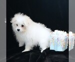Small #3 Maltipom