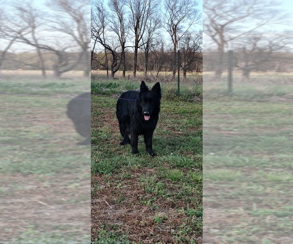 Medium Photo #1 German Shepherd Dog Puppy For Sale in COUCH, MO, USA