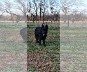 Mother of the German Shepherd Dog puppies born on 03/08/2026