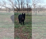 Small Photo #1 German Shepherd Dog Puppy For Sale in COUCH, MO, USA
