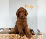 Puppy Daisy Poodle (Standard)