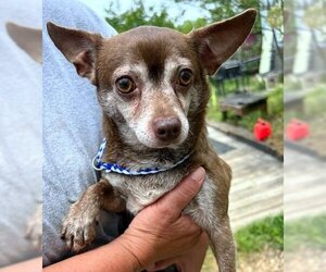 Chihuahua-Unknown Mix Dogs for adoption in Wakefield, RI, USA