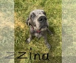 Small Photo #6 Great Dane Puppy For Sale in ZION, IL, USA