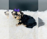 Small Photo #10 Yorkshire Terrier Puppy For Sale in SAN JACINTO, CA, USA