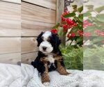 Puppy 2 Bernedoodle (Miniature)