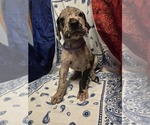 Puppy Mr Purple Great Dane