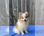 Small Photo #5 Pomeranian Puppy For Sale in GREENWOOD, IN, USA