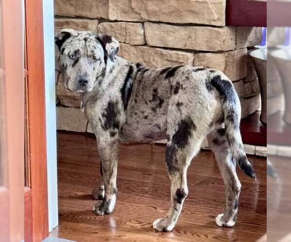 Medium Photo #3 Catahoula Leopard Dog-Unknown Mix Puppy For Sale in Germantown, OH, USA