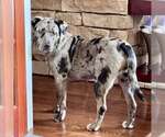 Small #2 Catahoula Leopard Dog Mix