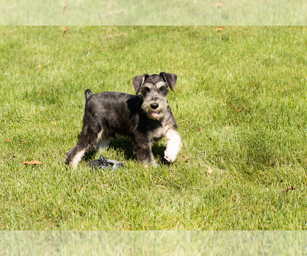 Medium Photo #6 Schnauzer (Miniature) Puppy For Sale in NAPPANEE, IN, USA