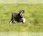 Small #5 Schnauzer (Miniature)