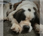 Small Photo #1 Saint Bernard Puppy For Sale in ELKHART, IN, USA