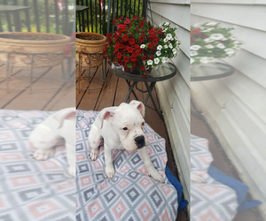 Boxer Puppy for sale in HIGHLAND LAKES, NJ, USA