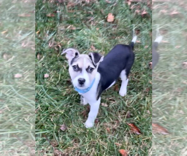 Medium Photo #6 American Staffordshire Terrier-Siberian Husky Mix Puppy For Sale in Holly Springs, NC, USA