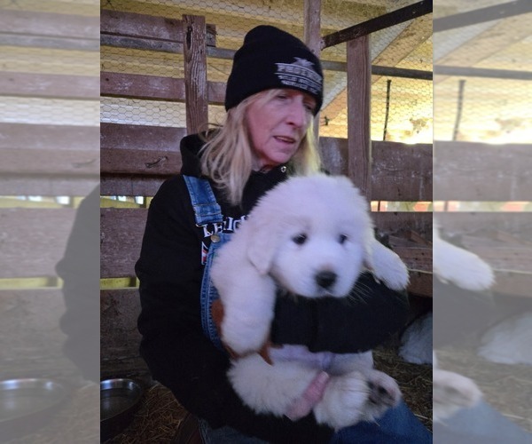 Medium Photo #14 Great Pyrenees Puppy For Sale in BANGOR, PA, USA