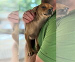 Small #5 Chihuahua Mix