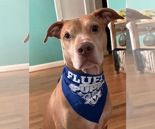 Medium Photo #3 American Staffordshire Terrier-Vizsla Mix Puppy For Sale in Arlington, VA, USA