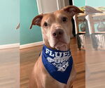Small #2 American Staffordshire Terrier-Vizsla Mix
