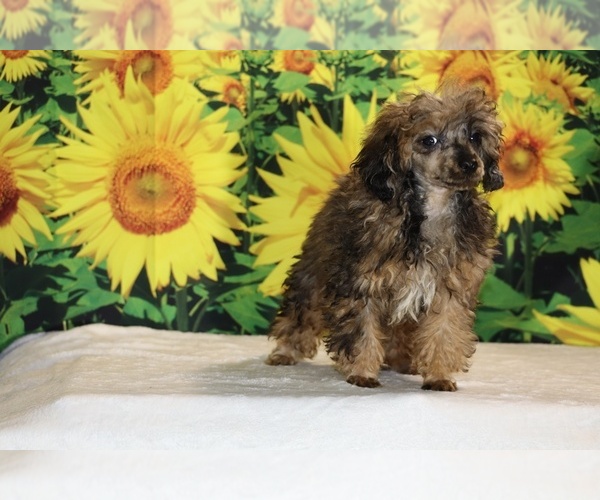 Medium Photo #12 Poodle (Toy) Puppy For Sale in DYERSBURG, TN, USA