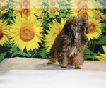 Marbles - Male Poodle (Toy) Puppy for Sale - Photo #12