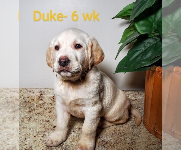 Medium Photo #3 Labrador Retriever Puppy For Sale in CATO, NY, USA