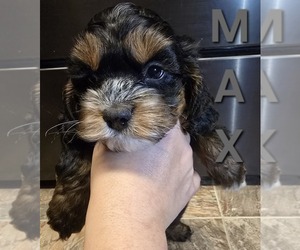 Cock-A-Poo Puppy for sale in MIDDLETOWN, IN, USA