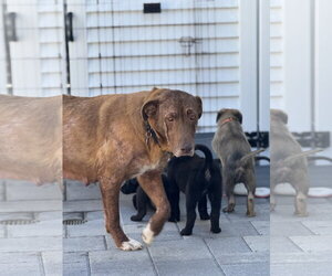 Rosie - Female Labrenees Dog for Adoption - Photo #10