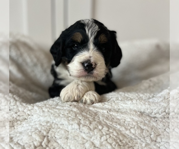 Full screen Photo #5 Bernedoodle (Miniature) Puppy For Sale in MENIFEE, CA, USA