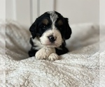Small Photo #5 Bernedoodle (Miniature) Puppy For Sale in MENIFEE, CA, USA
