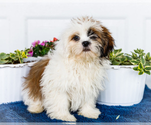 Medium Shih Tzu