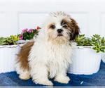 Puppy Jude Shih Tzu