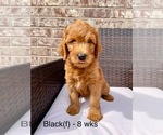 Puppy Black Goldendoodle