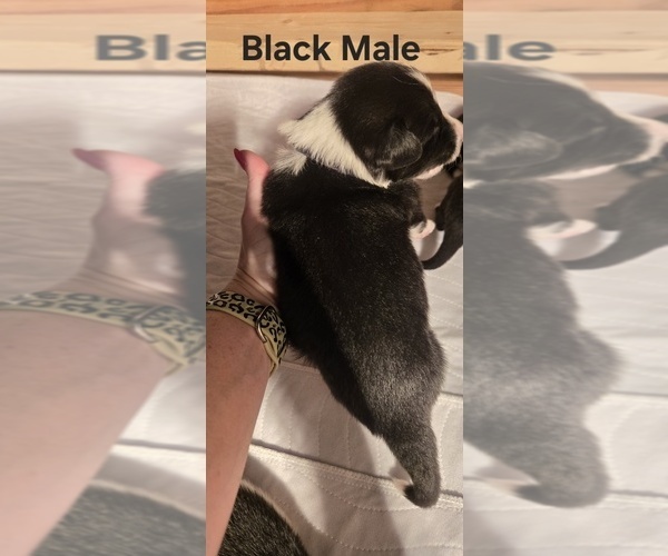 Medium Photo #20 English Shepherd Puppy For Sale in NEW CASTLE, IN, USA