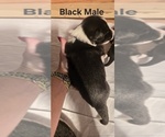 Small Photo #20 English Shepherd Puppy For Sale in NEW CASTLE, IN, USA