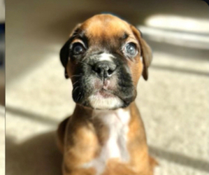 Boxer Puppy for sale in LAS VEGAS, NV, USA