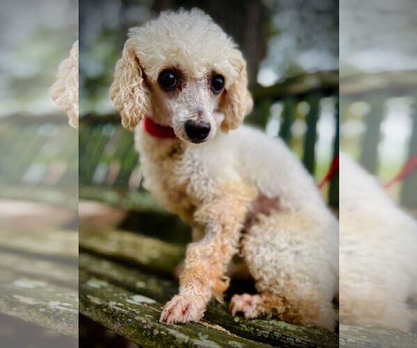 Medium Photo #1 Poodle (Miniature) Puppy For Sale in Pacolet, SC, USA
