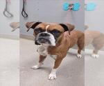 Small Boxer Mix