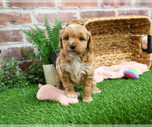 Goldendoodle mix (+ Poodle Miniature) Puppy for sale in SYRACUSE, IN, USA