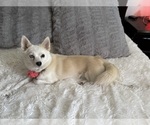 Small Photo #128 Pomsky Puppy For Sale in LOVELAND, CO, USA