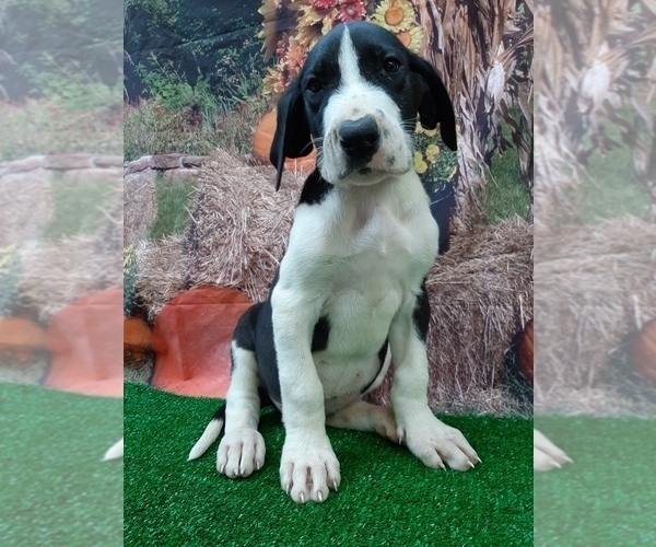 Medium Photo #1 Great Dane Puppy For Sale in CARTHAGE, TX, USA