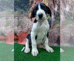 Small Photo #1 Great Dane Puppy For Sale in CARTHAGE, TX, USA