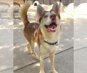 Siberian Husky Dogs for adoption in Sacramento, CA, USA