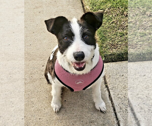 Medium Photo #7 Mutt Puppy For Sale in San Diego, CA, USA