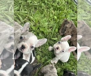 French Bulldog Puppy for sale in GALENA, MO, USA