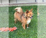 Small #2 Pembroke Welsh Corgi Mix