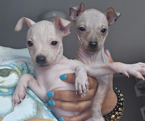 Miniature American Hairless Terrier Puppy for sale in MEDFORD, MA, USA