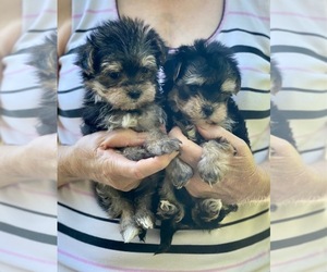 Morkie Puppy for sale in CORNERSVILLE, TN, USA