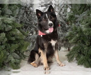 Border Collie Dogs for adoption in San Andreas, CA, USA