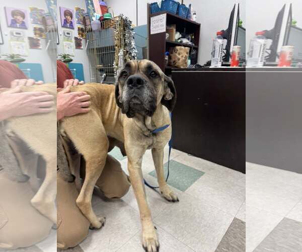 Medium Photo #4 Mastiff Puppy For Sale in Edmond, OK, USA