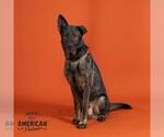 Small #1 Dutch Shepherd  Mix
